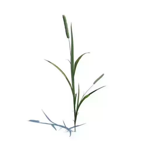 Long Green And Blue Cattail Plant