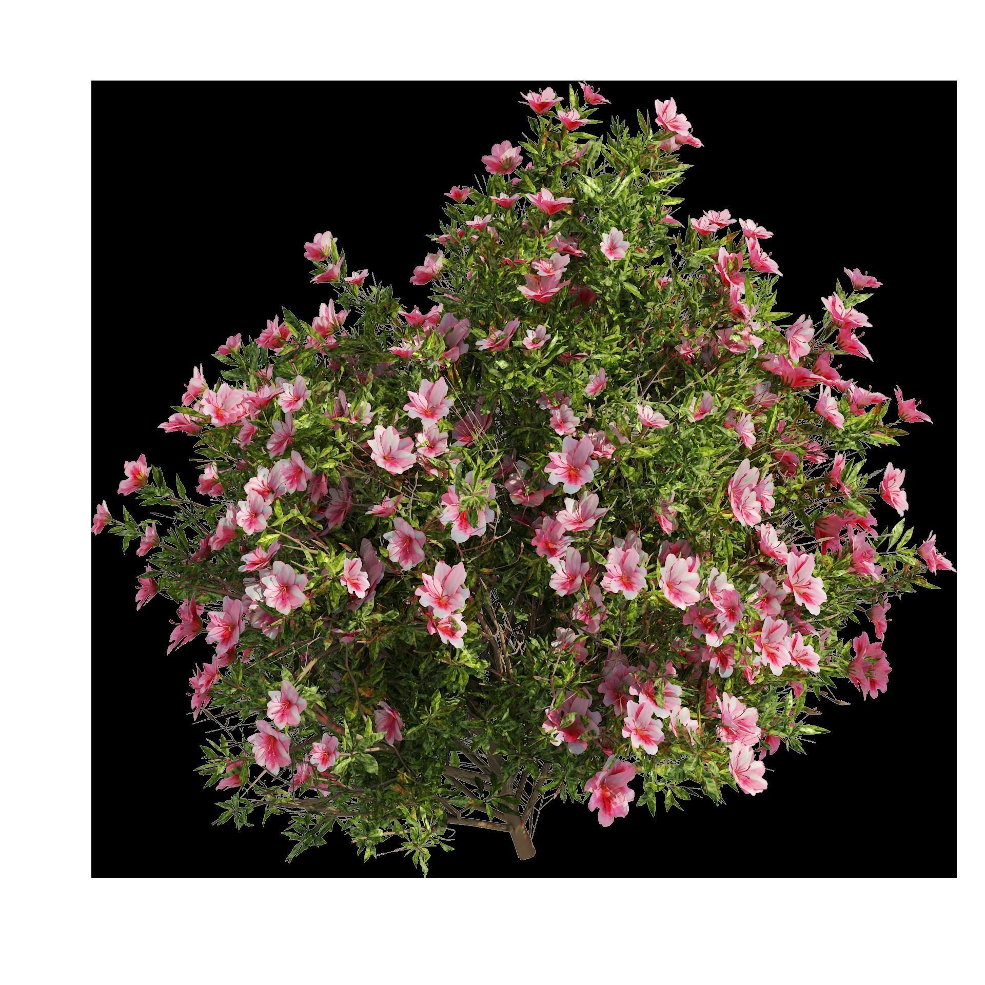 4 spring Azalea Flower Bush 3D model_10