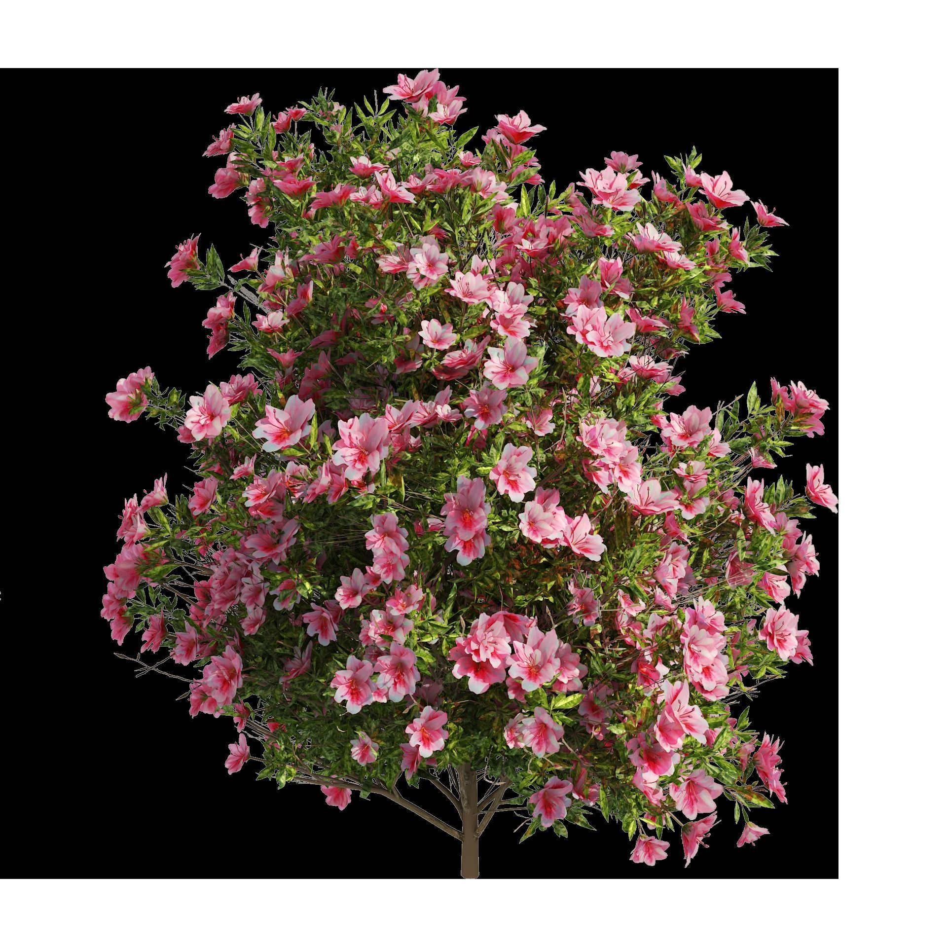 4 spring Azalea Flower Bush 3D model_11