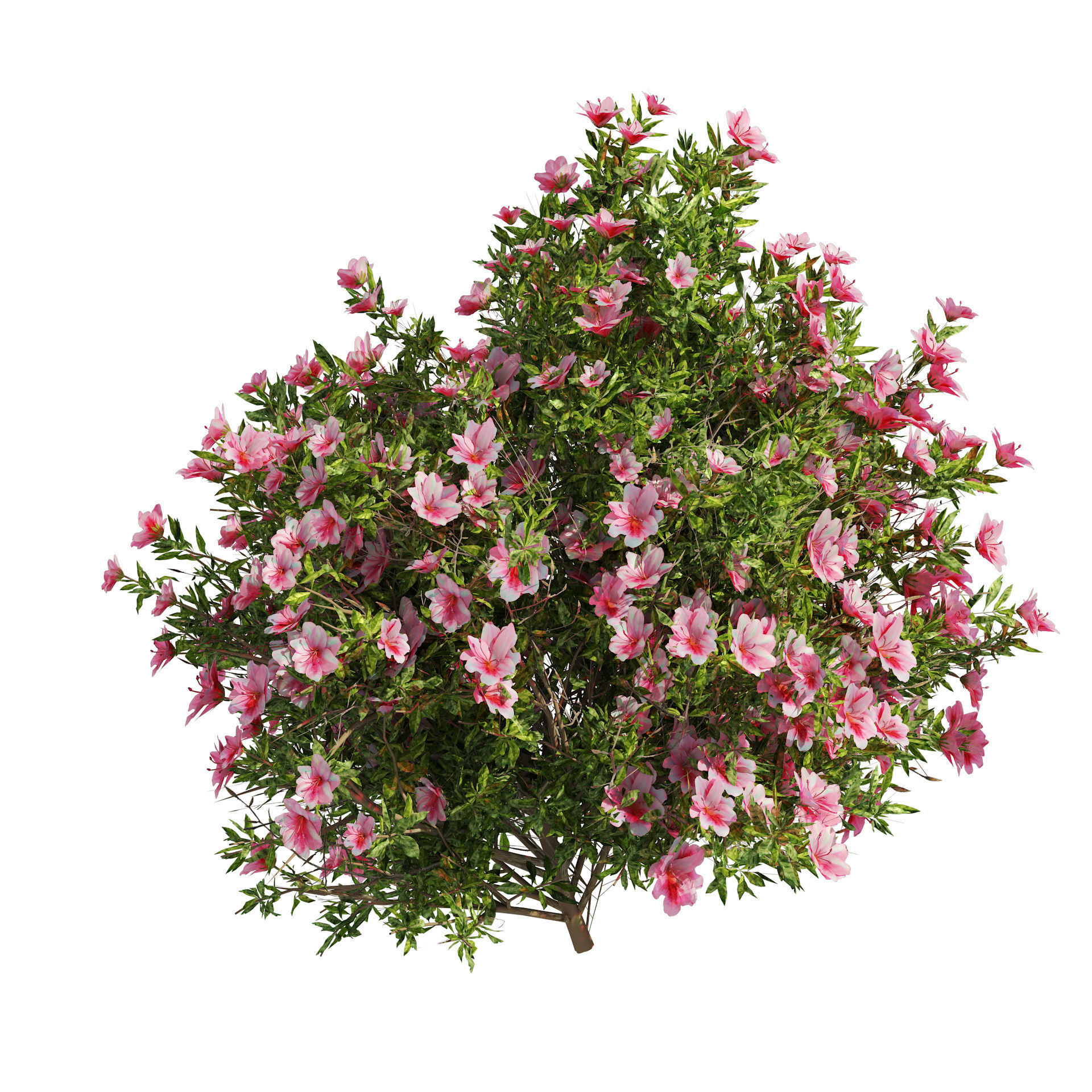 4 spring Azalea Flower Bush 3D model_3