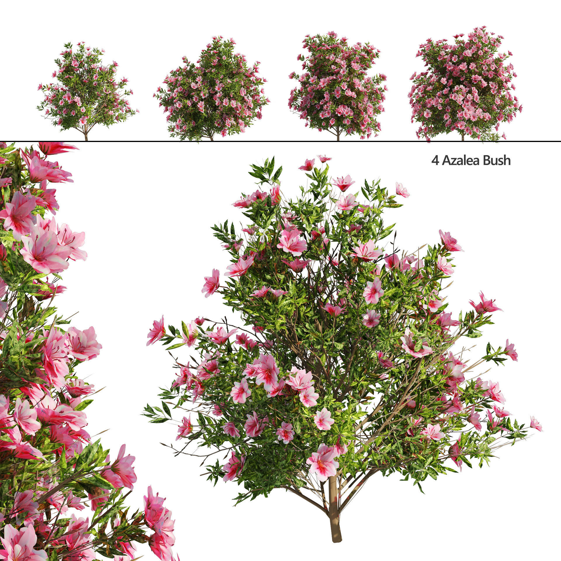 4 spring Azalea Flower Bush 3D model_1