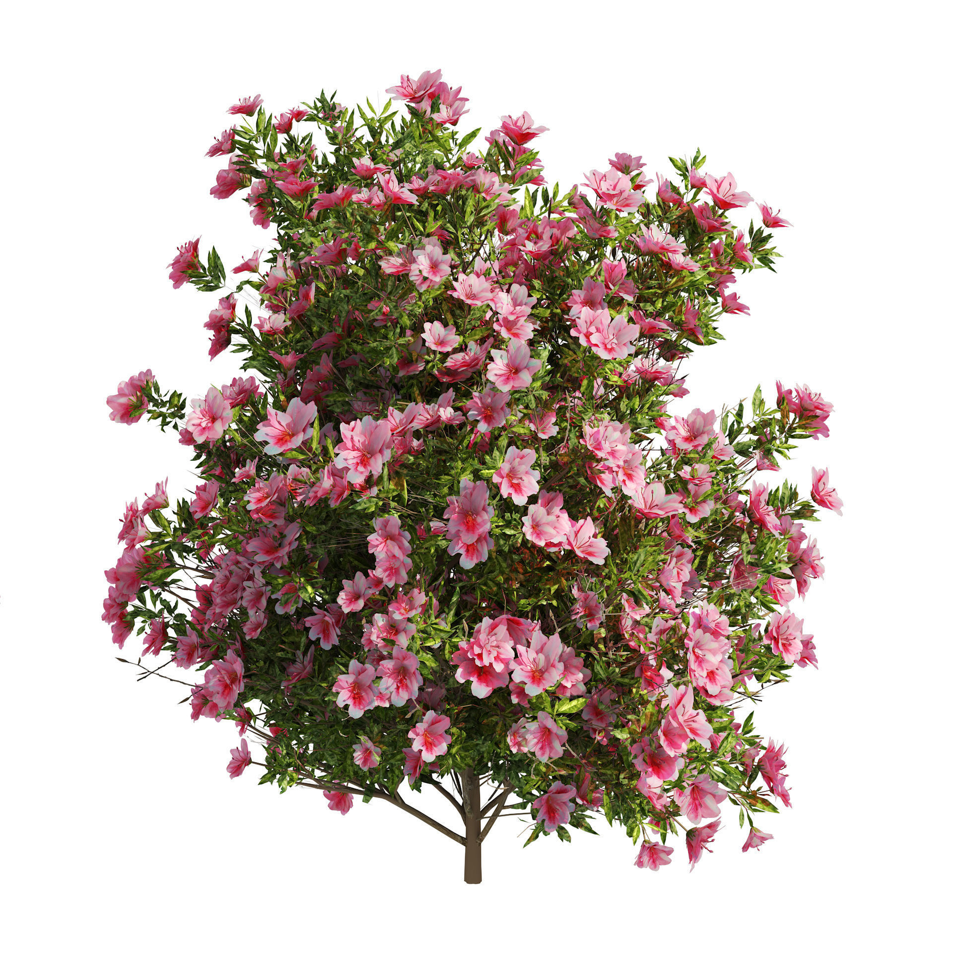 4 spring Azalea Flower Bush 3D model_4