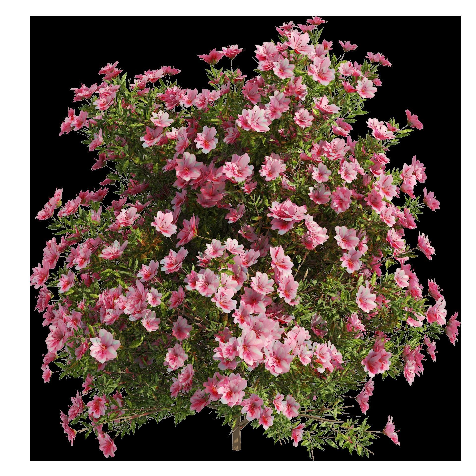 4 spring Azalea Flower Bush 3D model_12