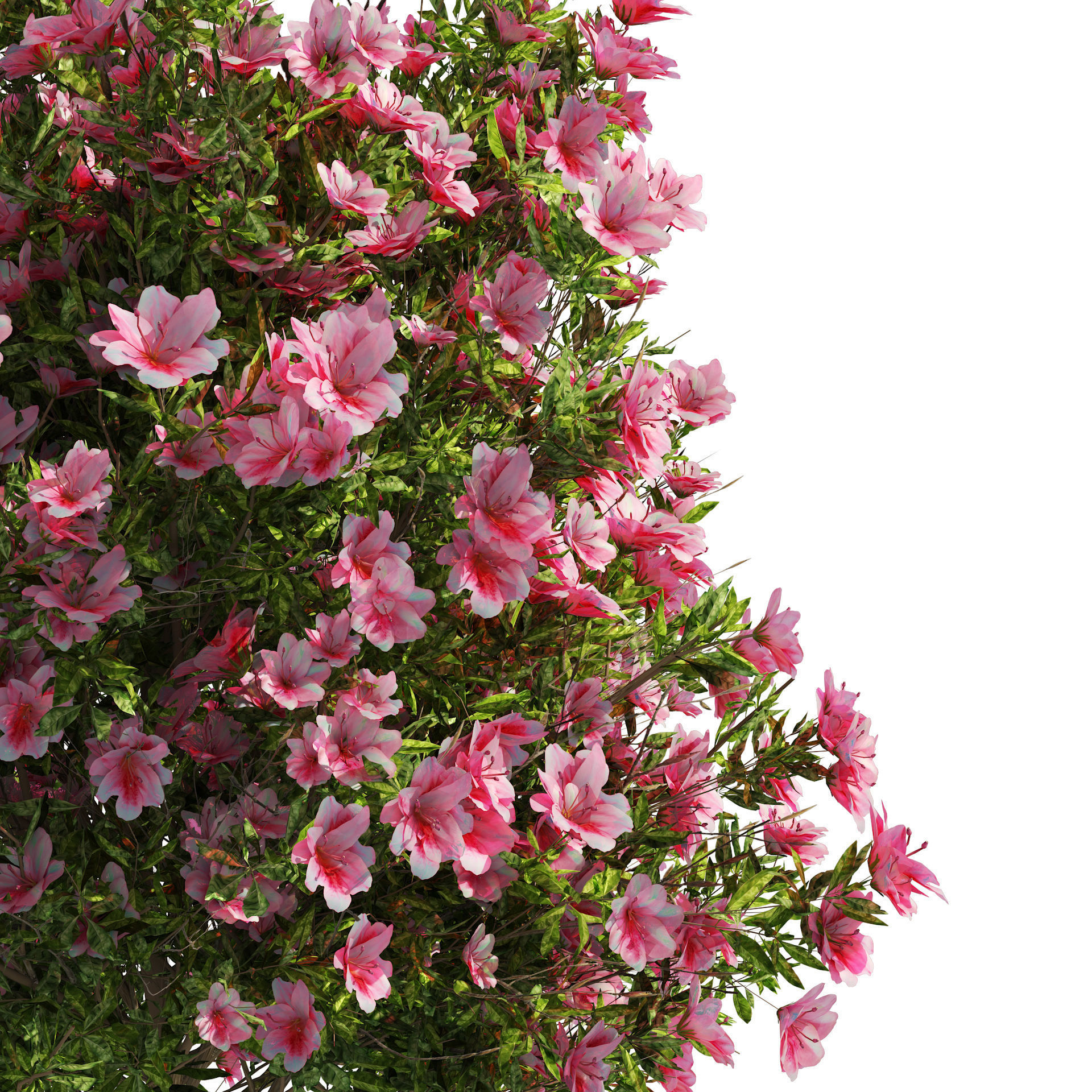 4 spring Azalea Flower Bush 3D model_6