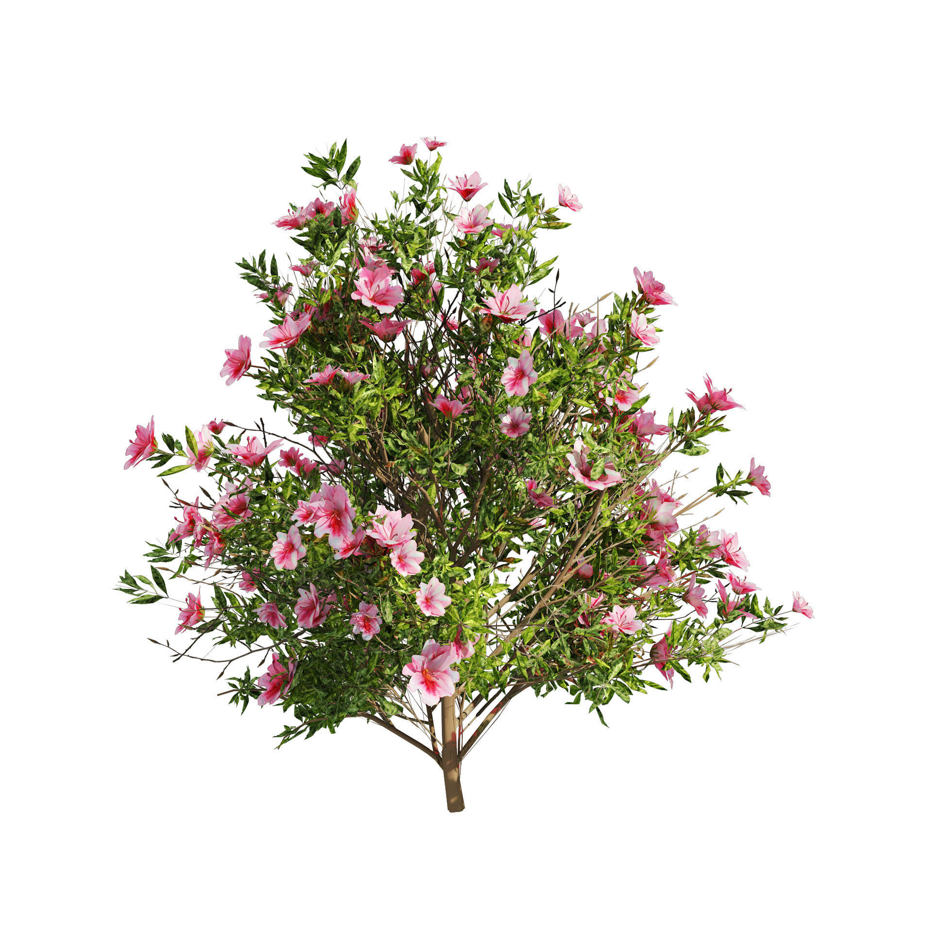 4 spring Azalea Flower Bush 3D model_2