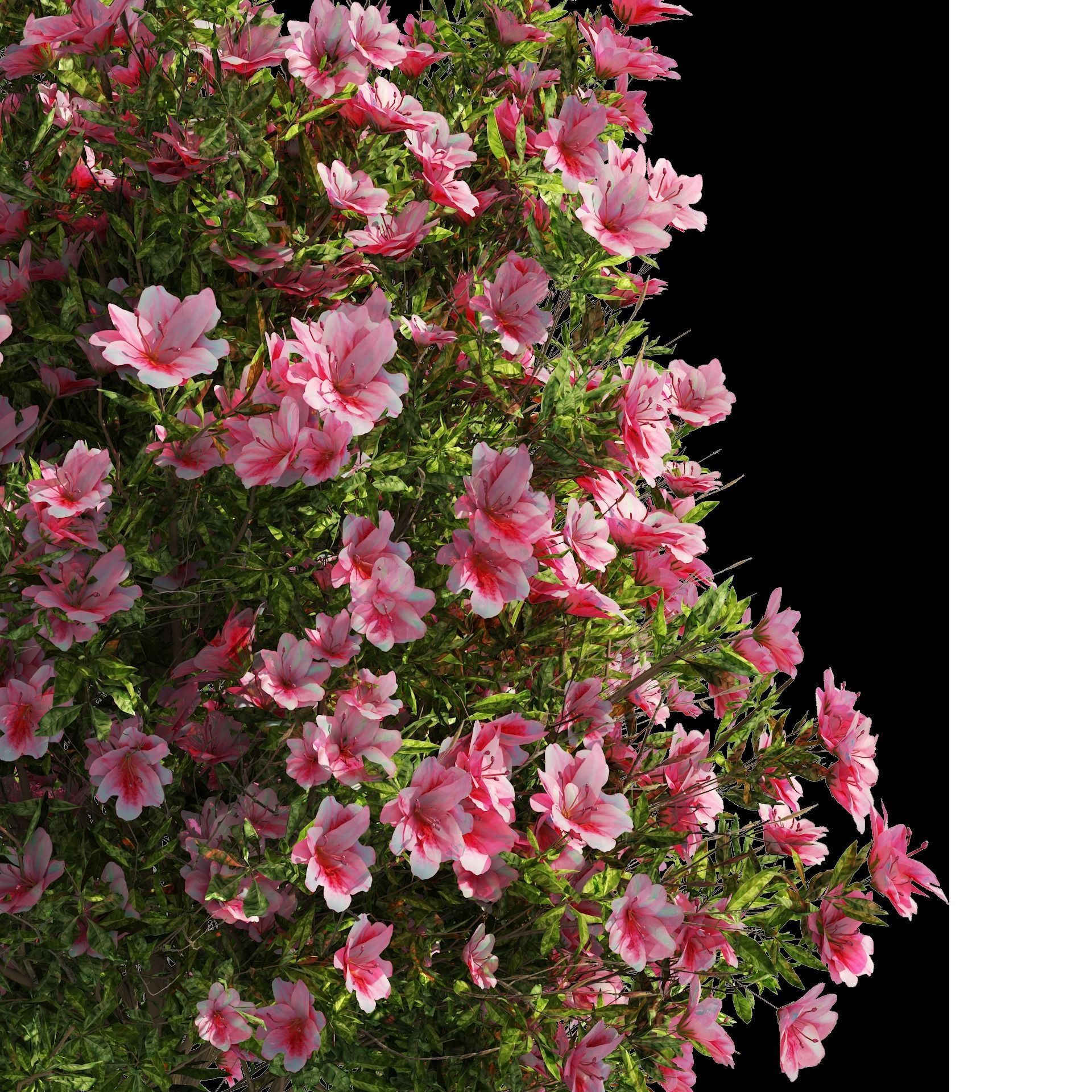 4 spring Azalea Flower Bush 3D model_13