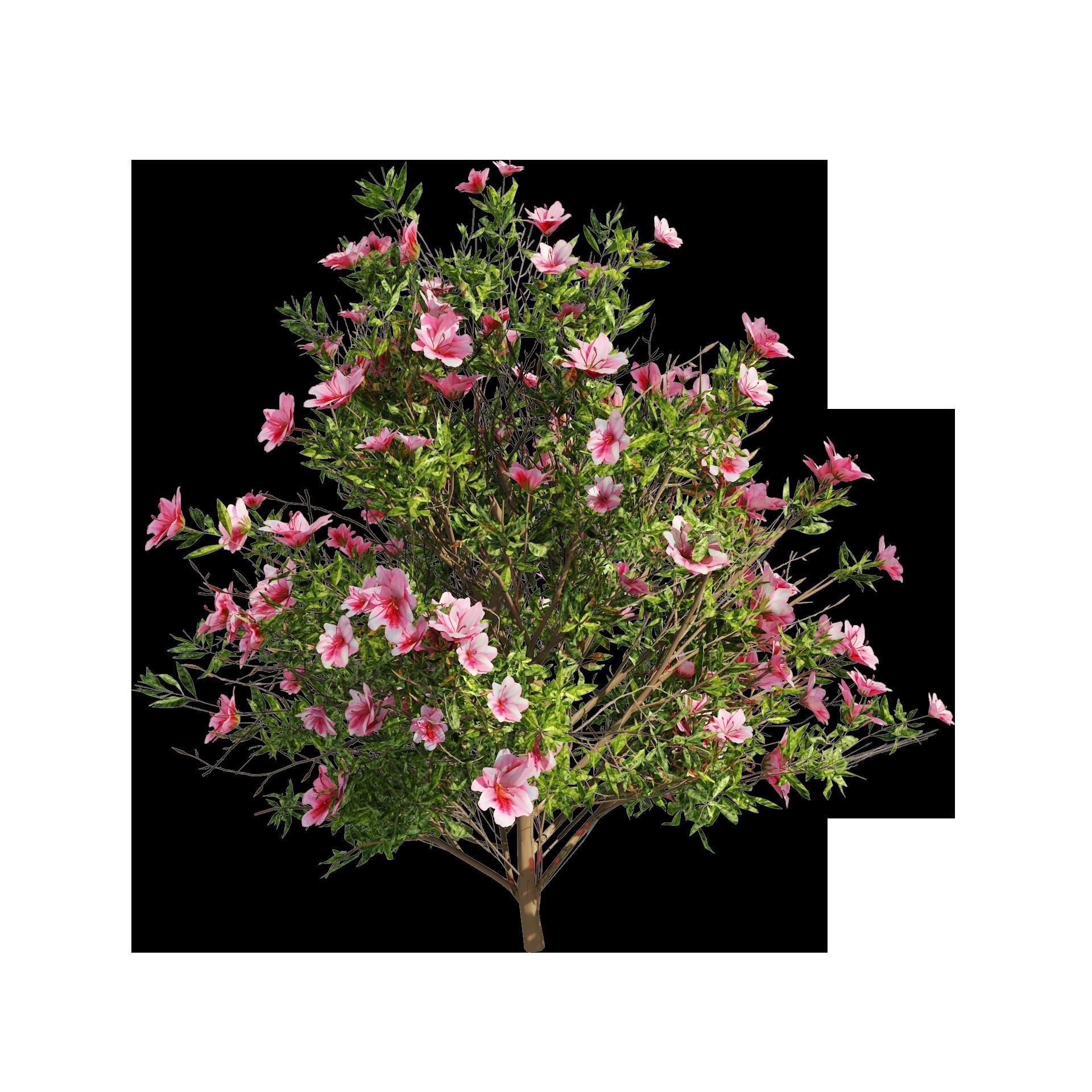 4 spring Azalea Flower Bush 3D model_9