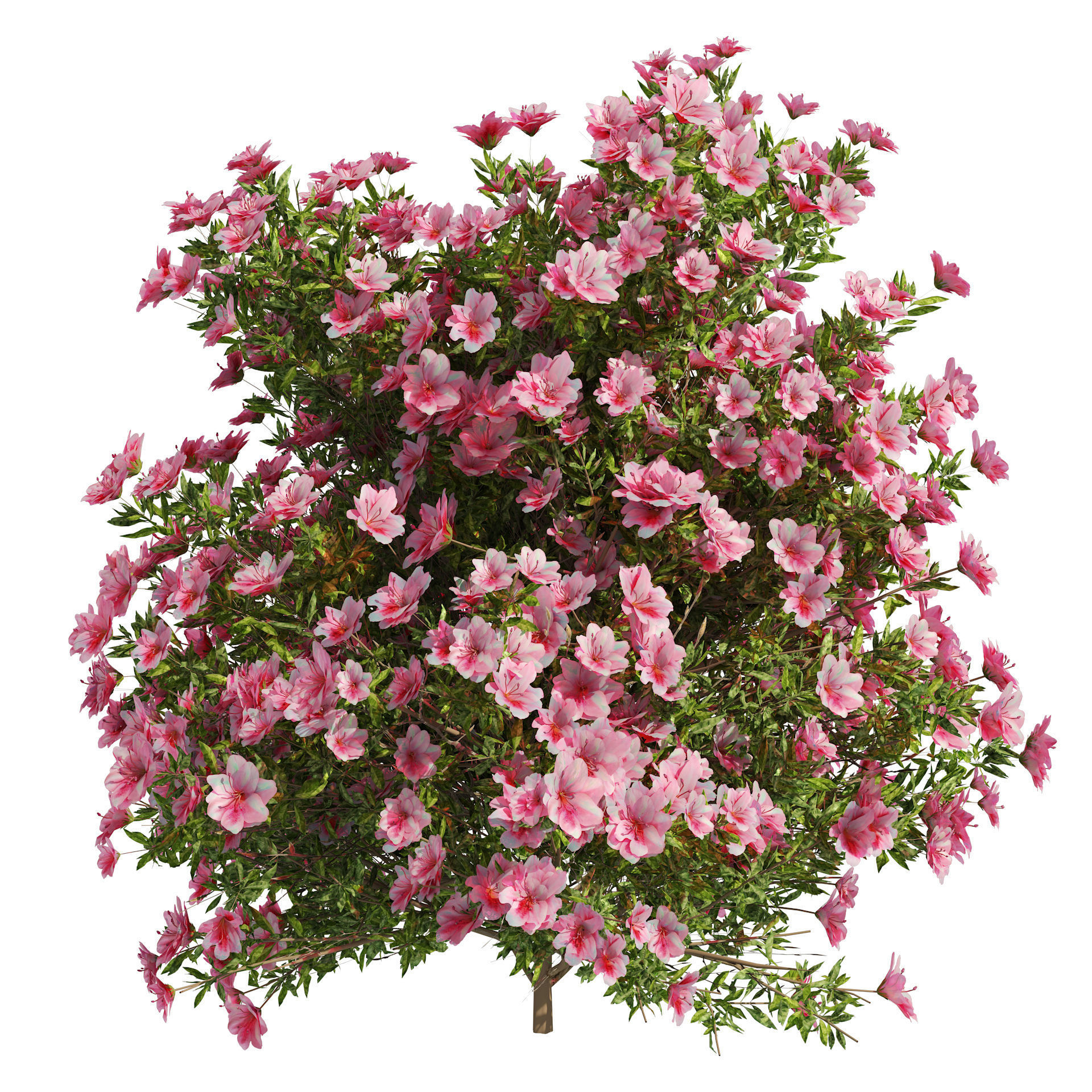 4 spring Azalea Flower Bush 3D model_5