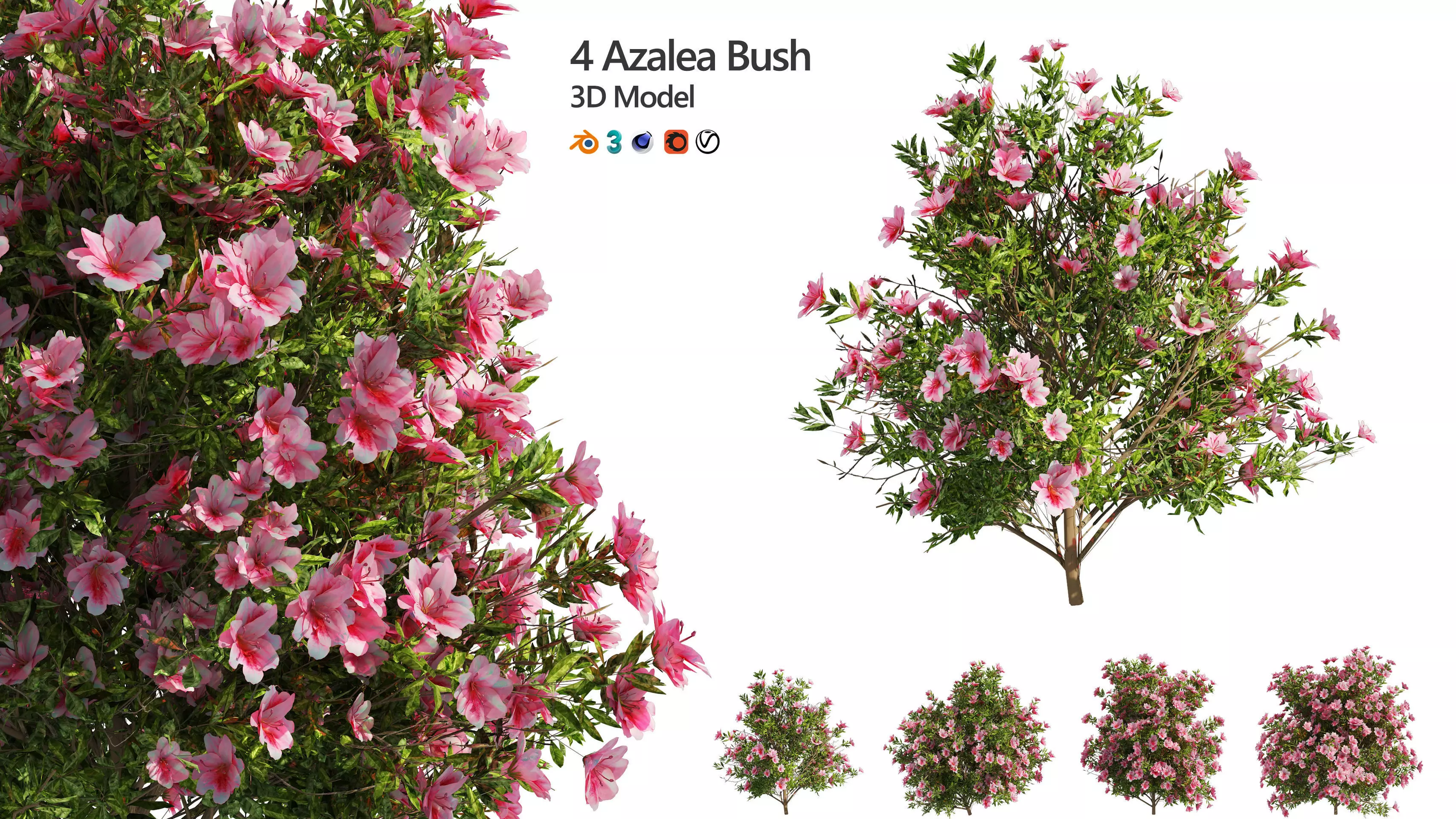 4 spring Azalea Flower Bush 3D model_0