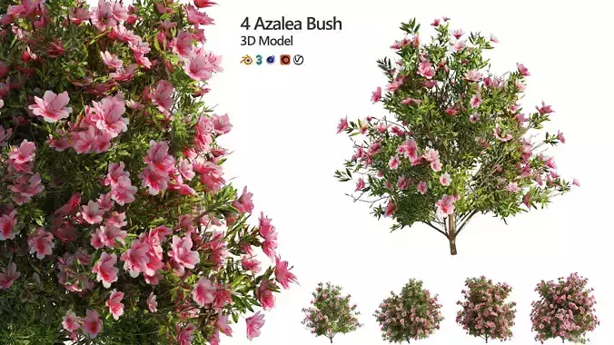 4 spring Azalea Flower Bush 3D model