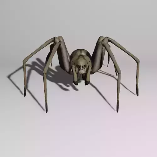 Spider with animations 3D model
