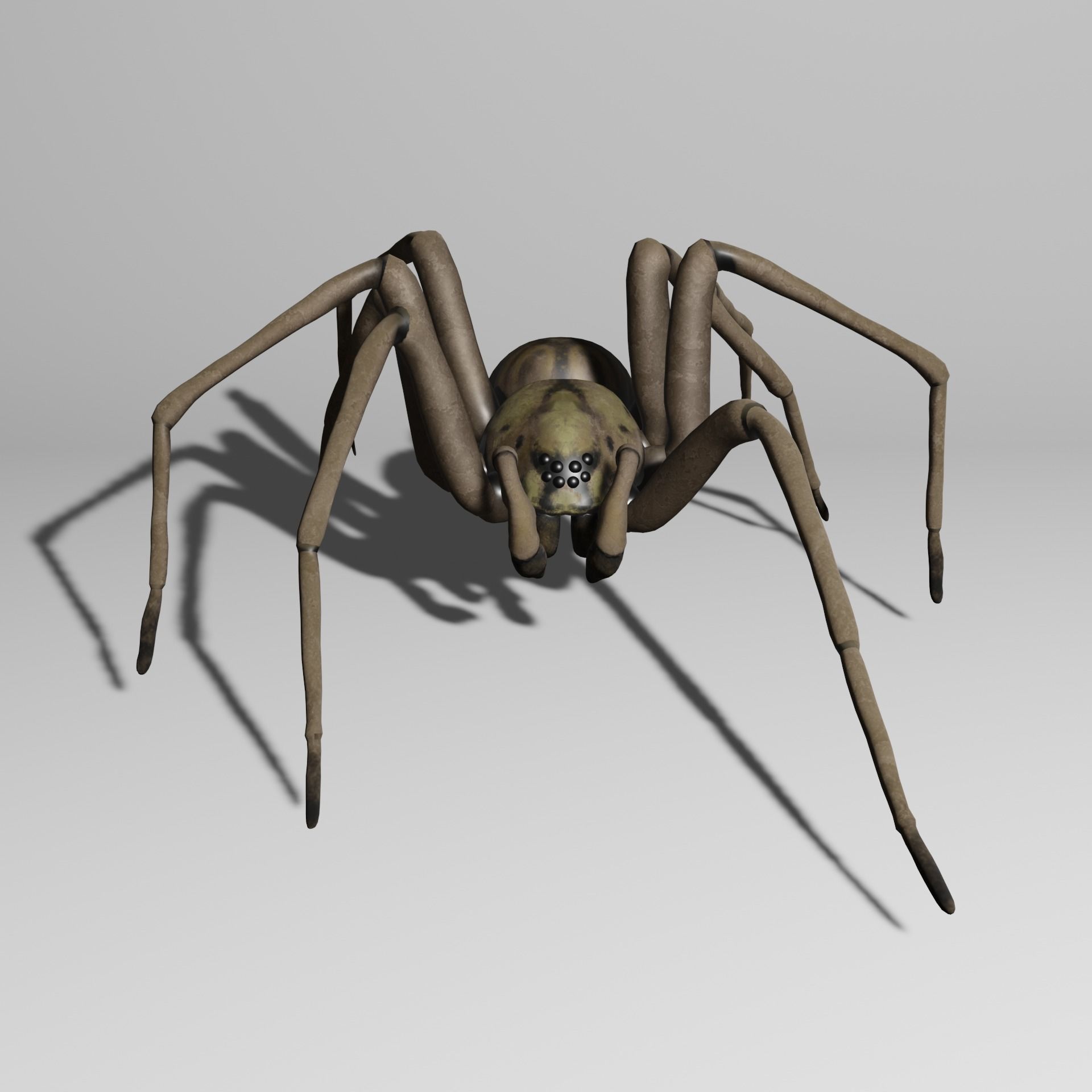 Spider with animations 3D model_1