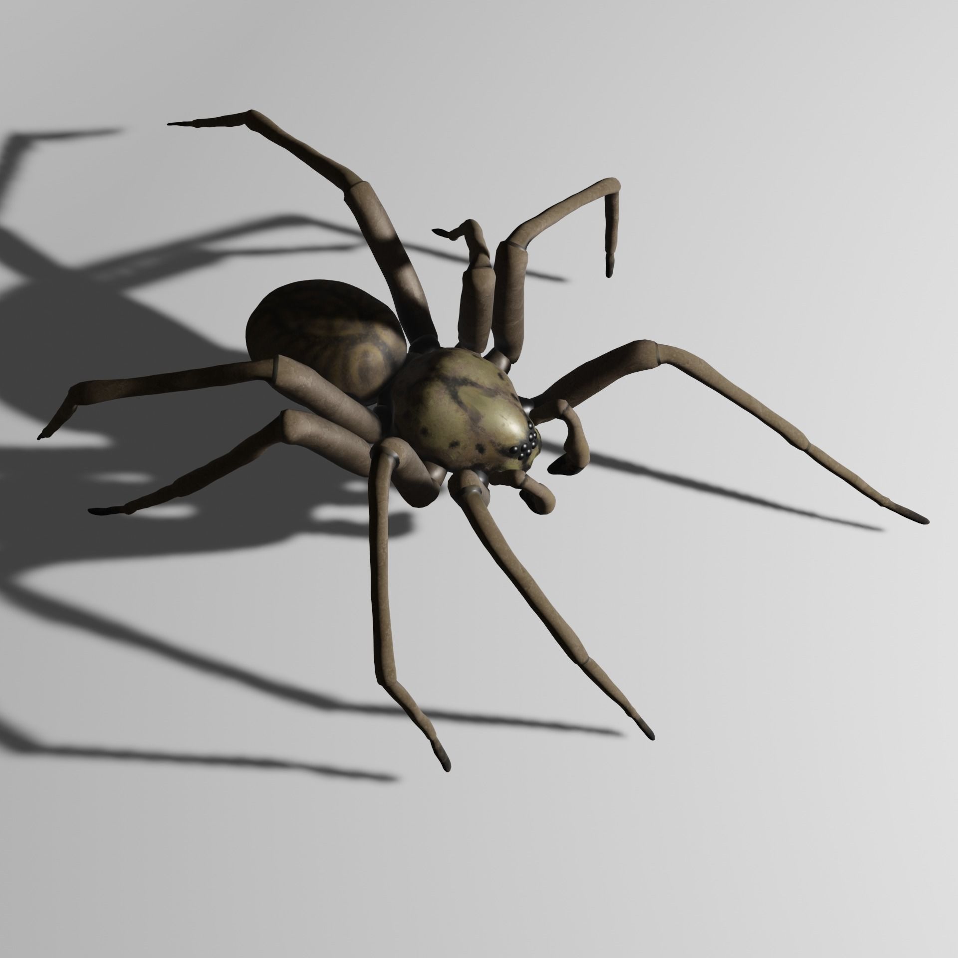 Spider with animations 3D model_4
