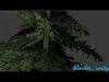 PINE TREE Low-poly 3D model_1