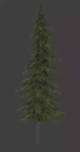 PINE TREE