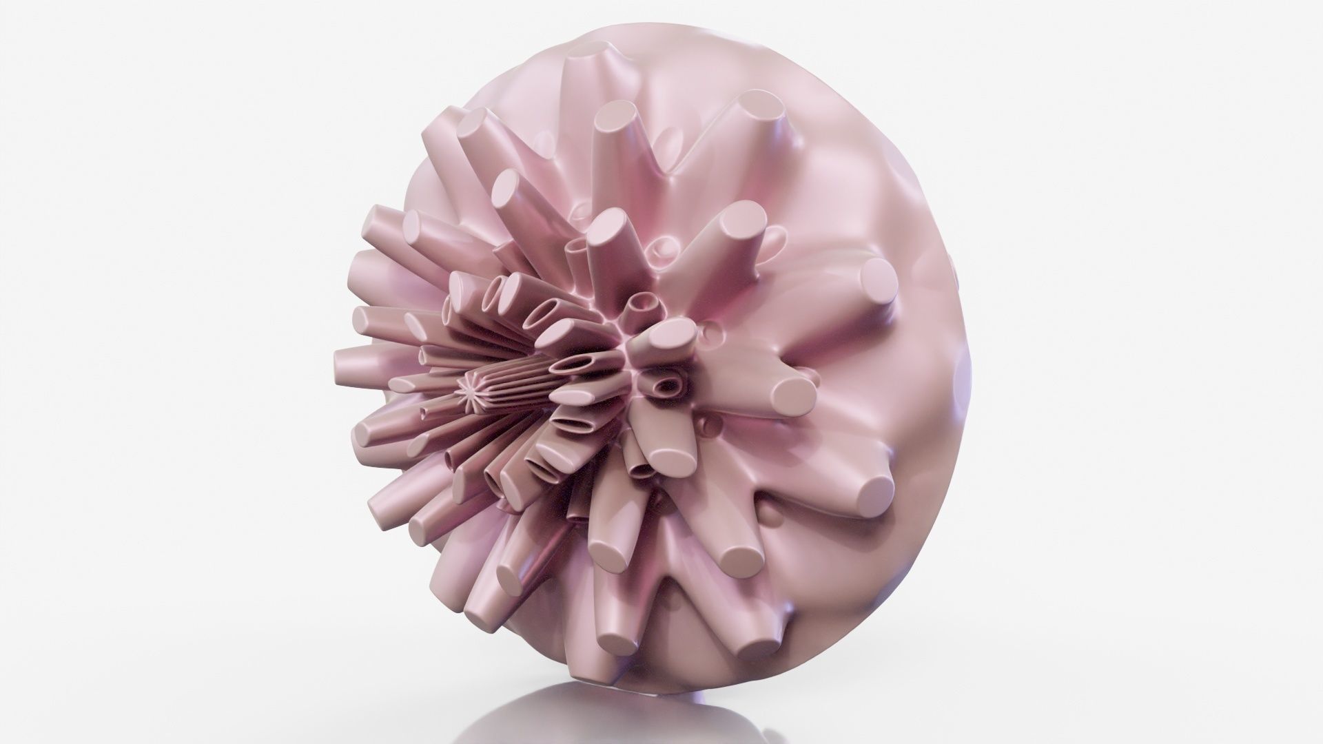 Coral dahlia flower 3D model_19