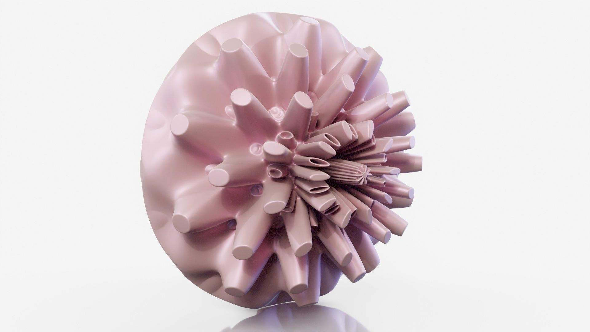 Coral dahlia flower 3D model_15