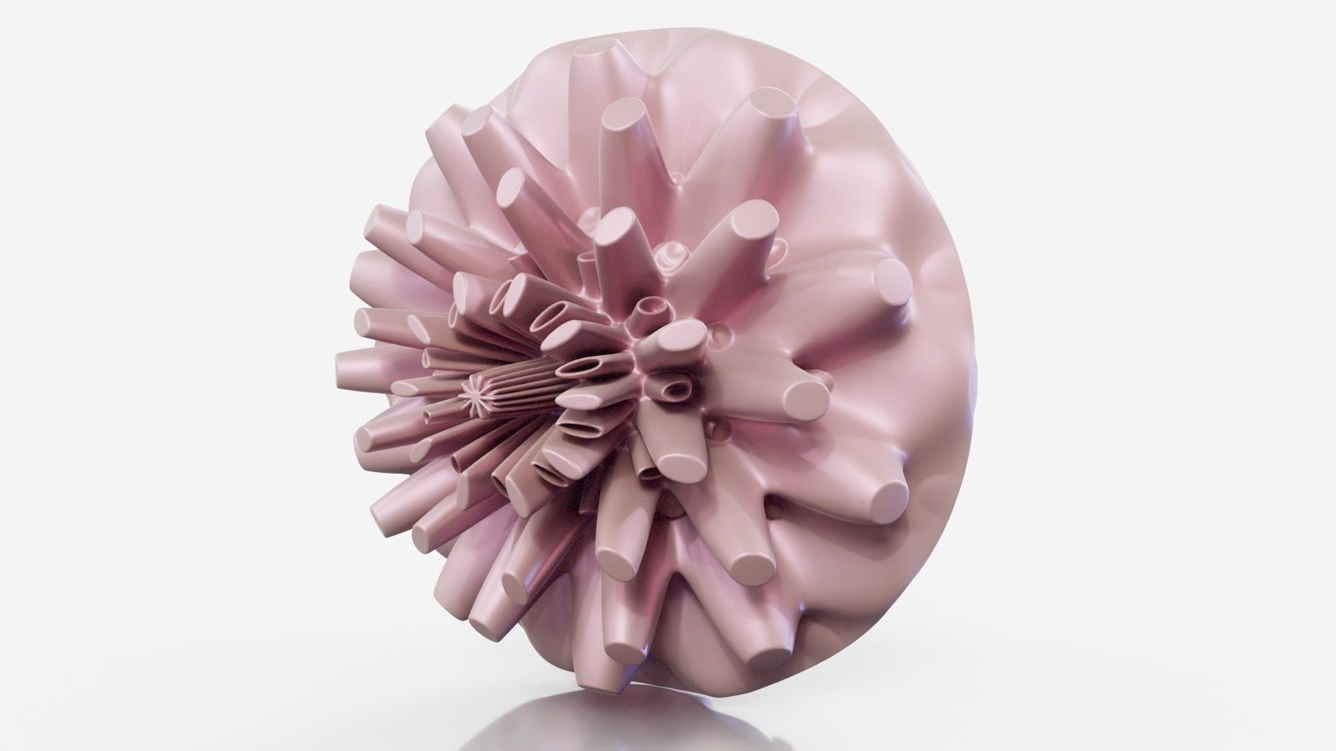 Coral dahlia flower 3D model_13