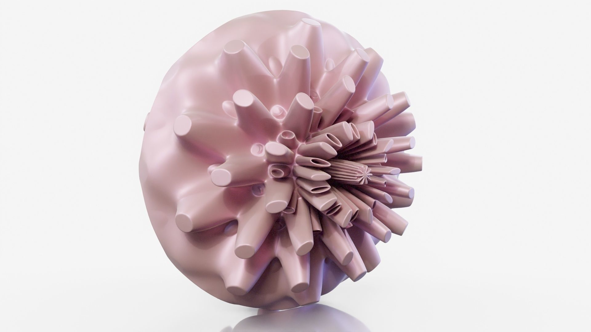 Coral dahlia flower 3D model_9