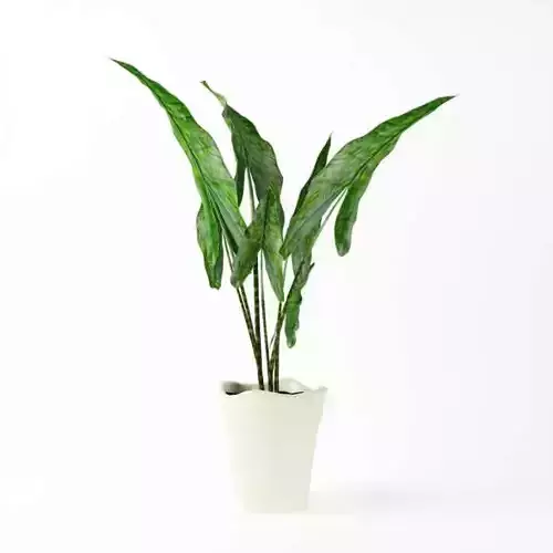 Green Leafy Plant With White Vase