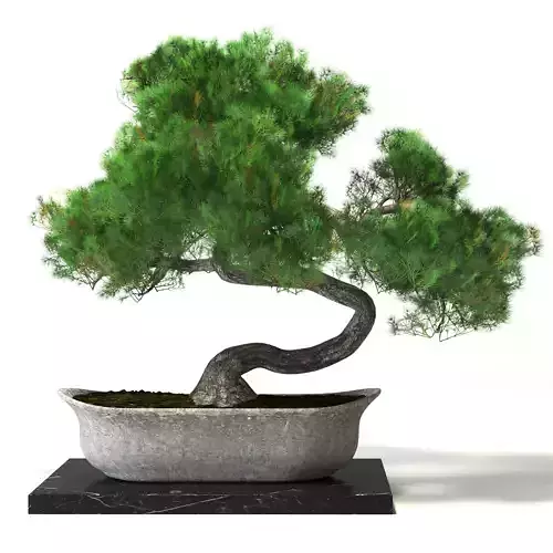 Bonsai tree