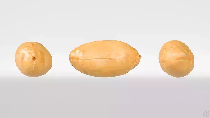 Peanut 3D model 5