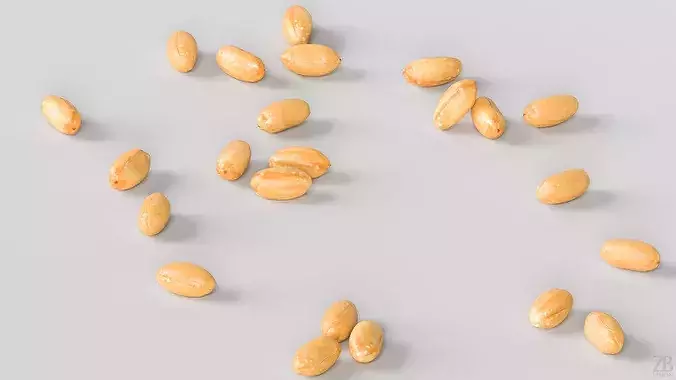 Peanut 3D model 3