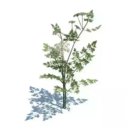 Green Aethusa Cynapium Plant