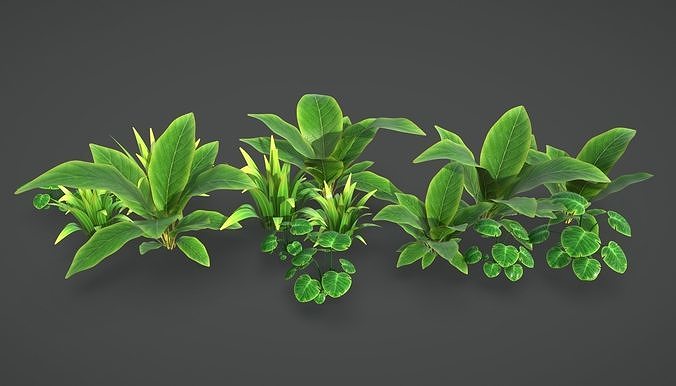 jungle Bush 3D model