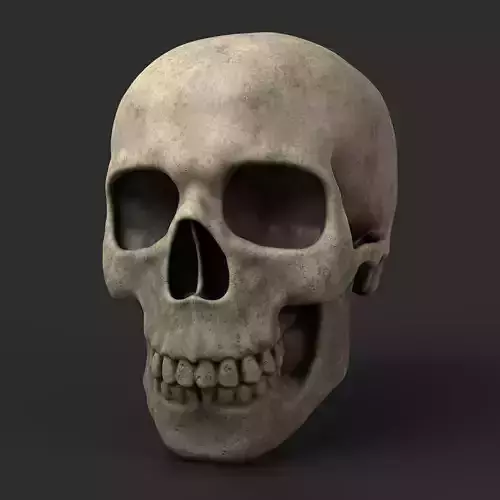 Skulls Lowpoly 4k skull Low-poly 3D model