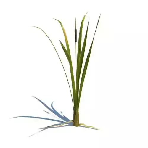 Green Typha Latifolia Plant 3D model