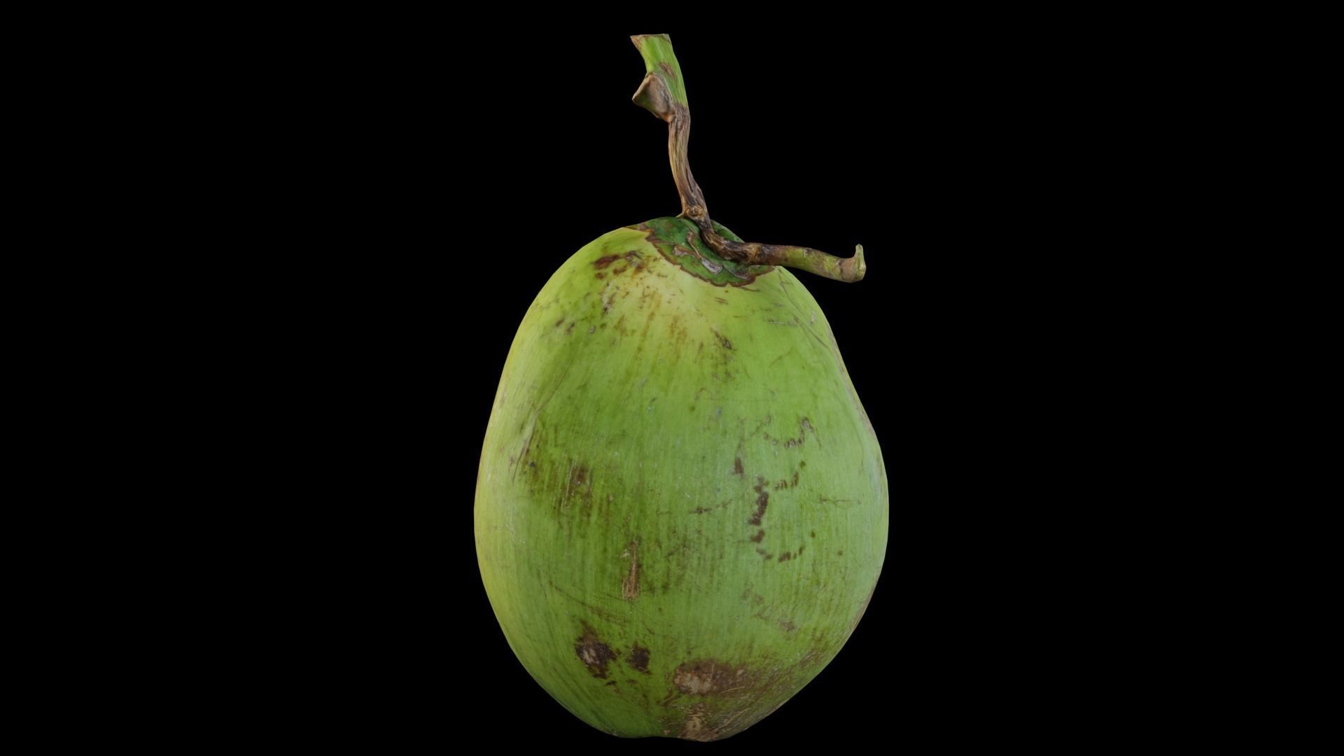 Coconut 3D model_12