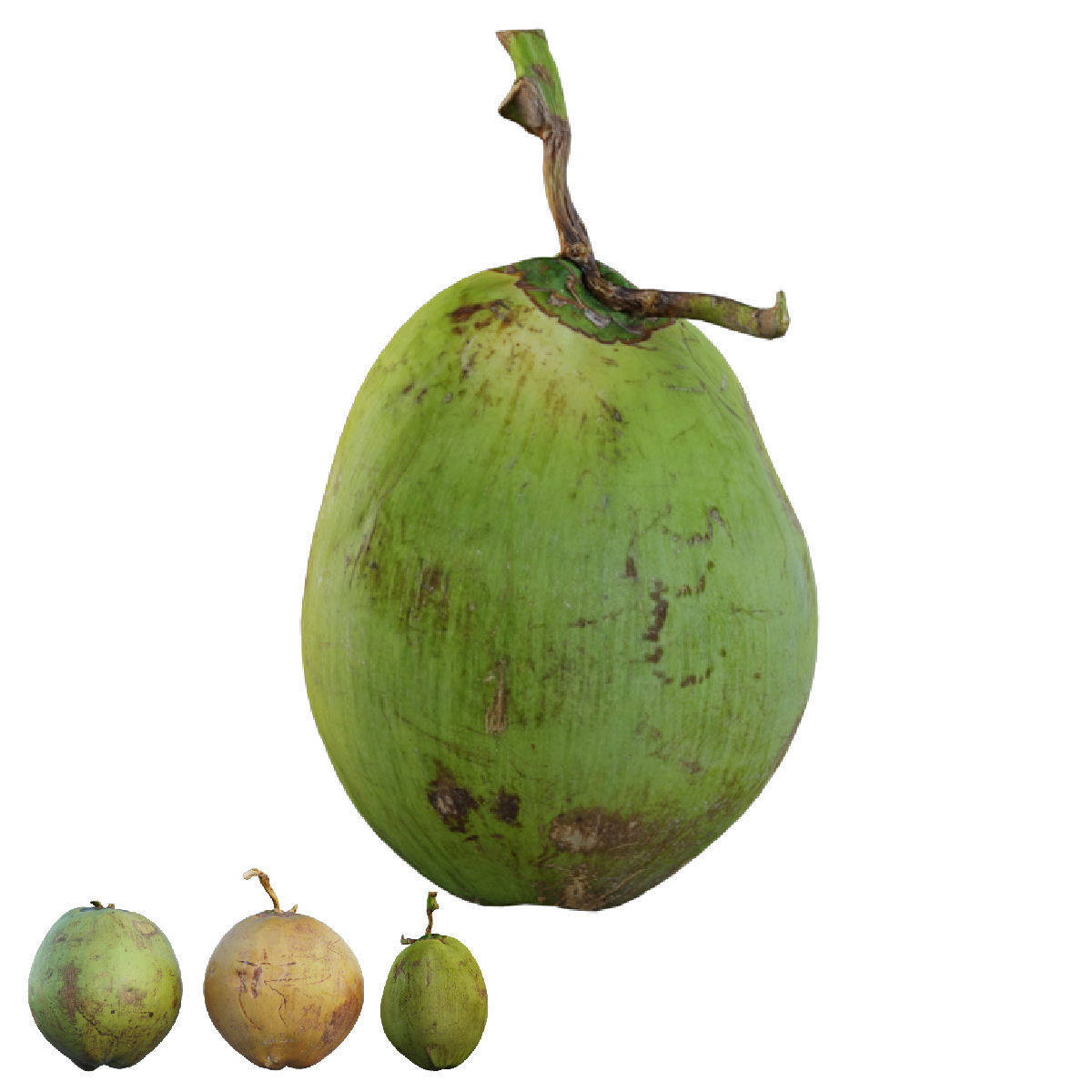 Coconut 3D model_1