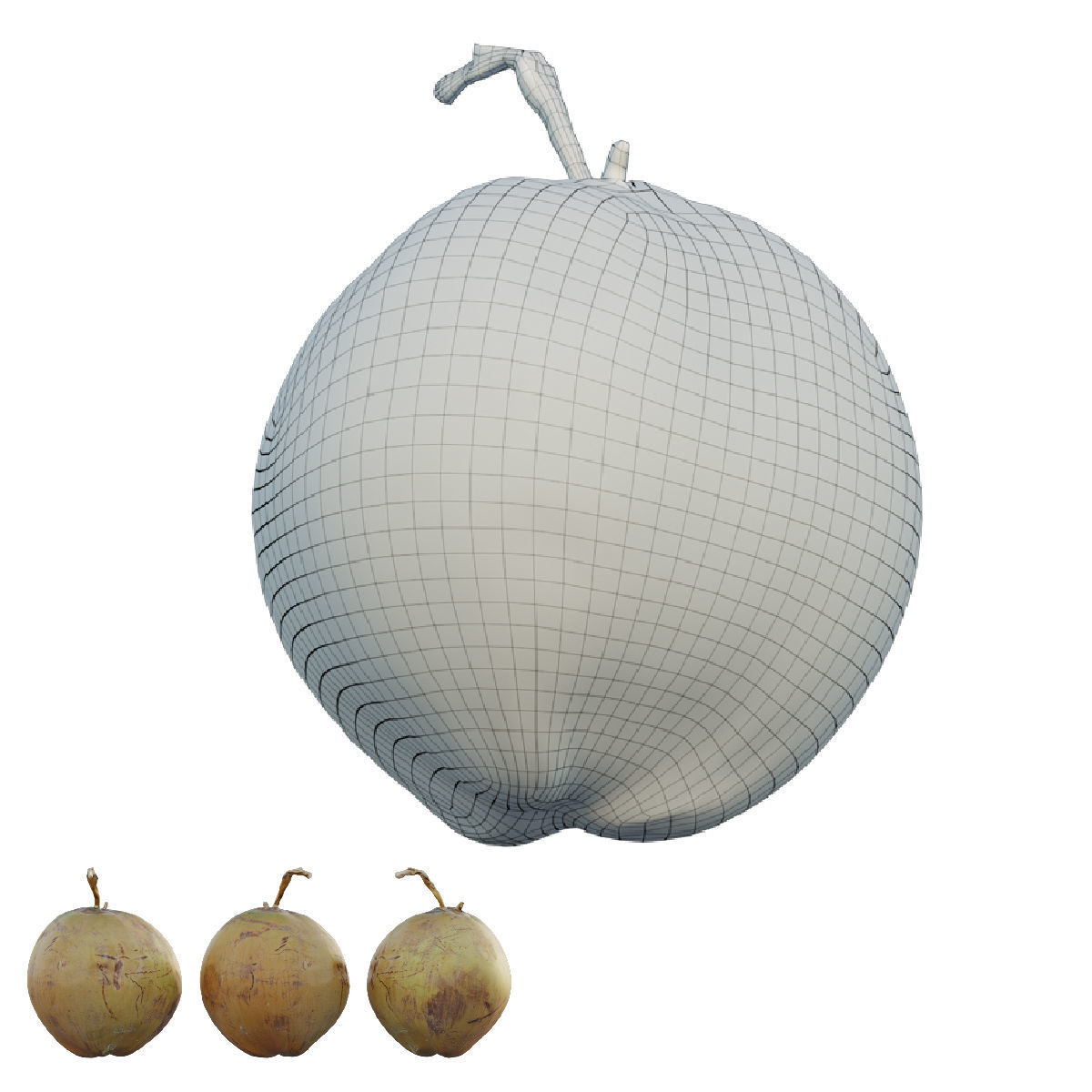 Coconut 3D model_4