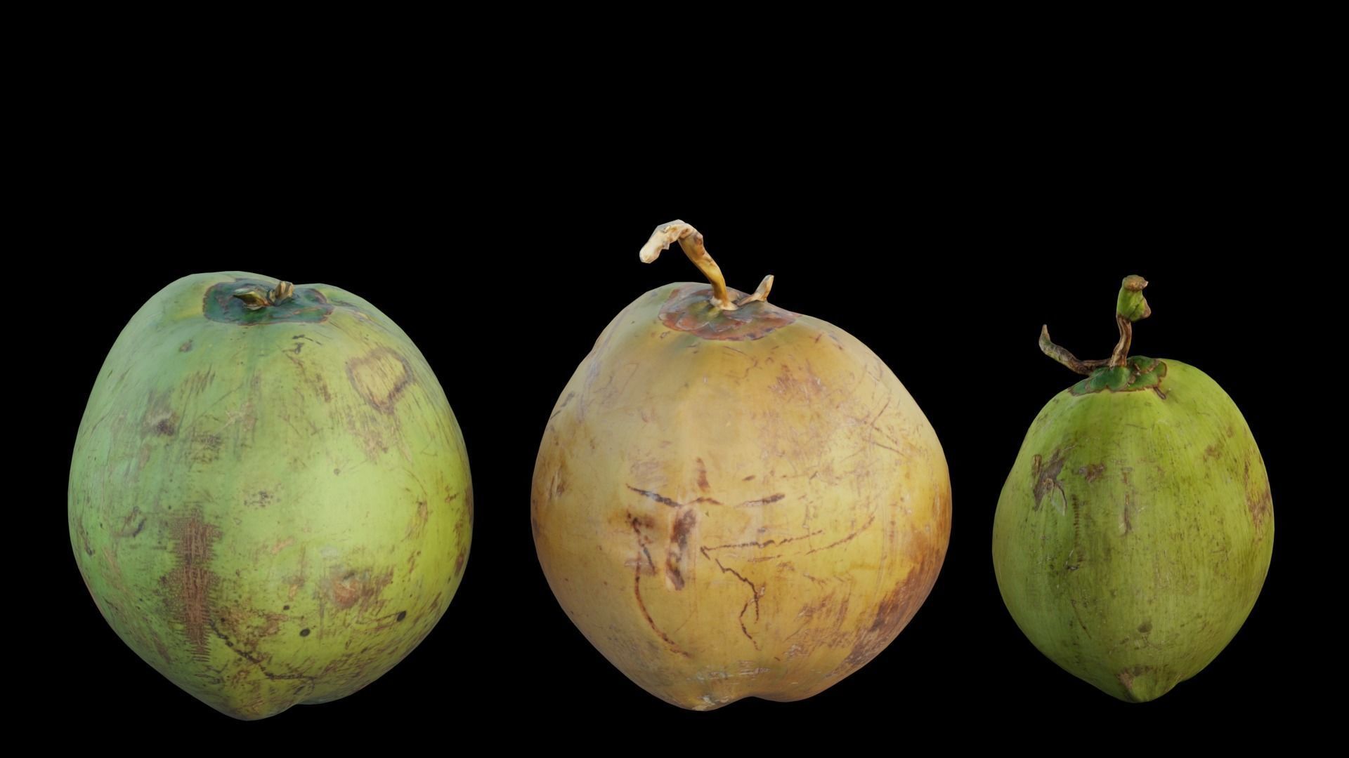 Coconut 3D model_3