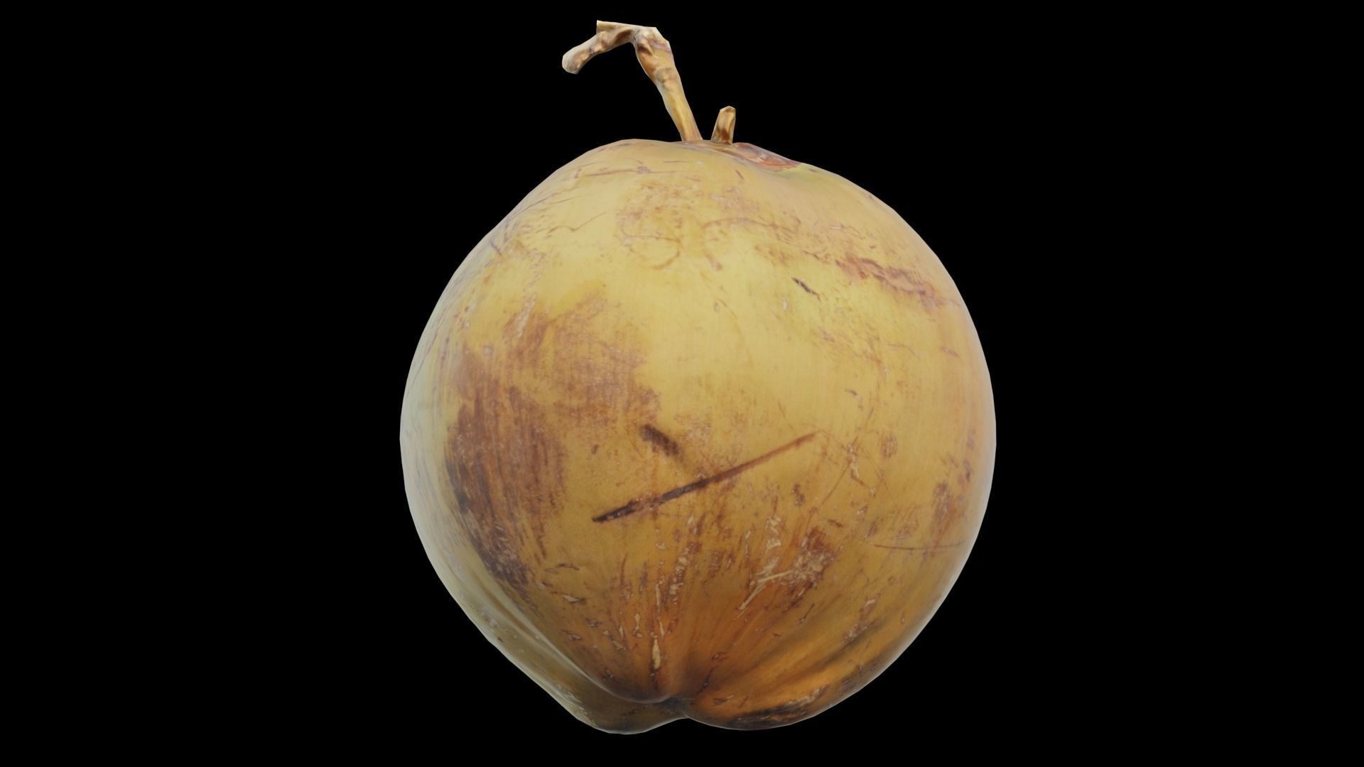 Coconut 3D model_8