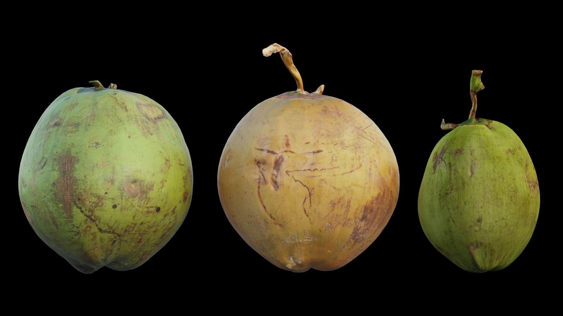 Coconut 3D model_6