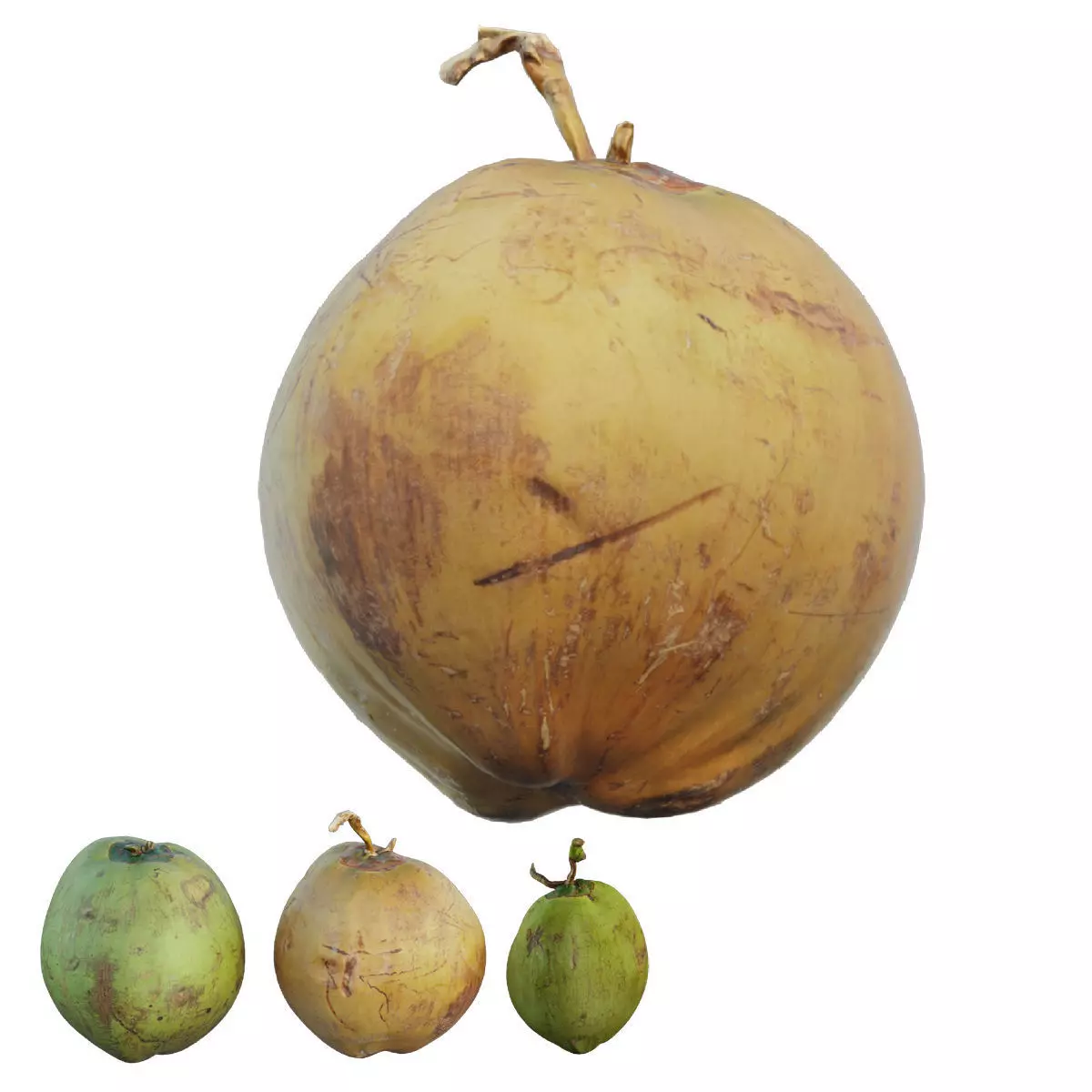 Coconut 3D model_0