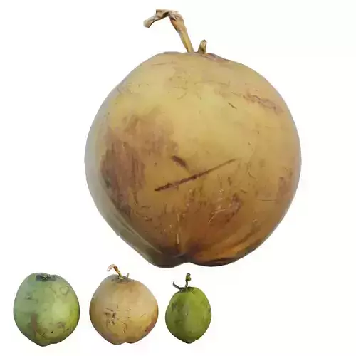Coconut 3D model