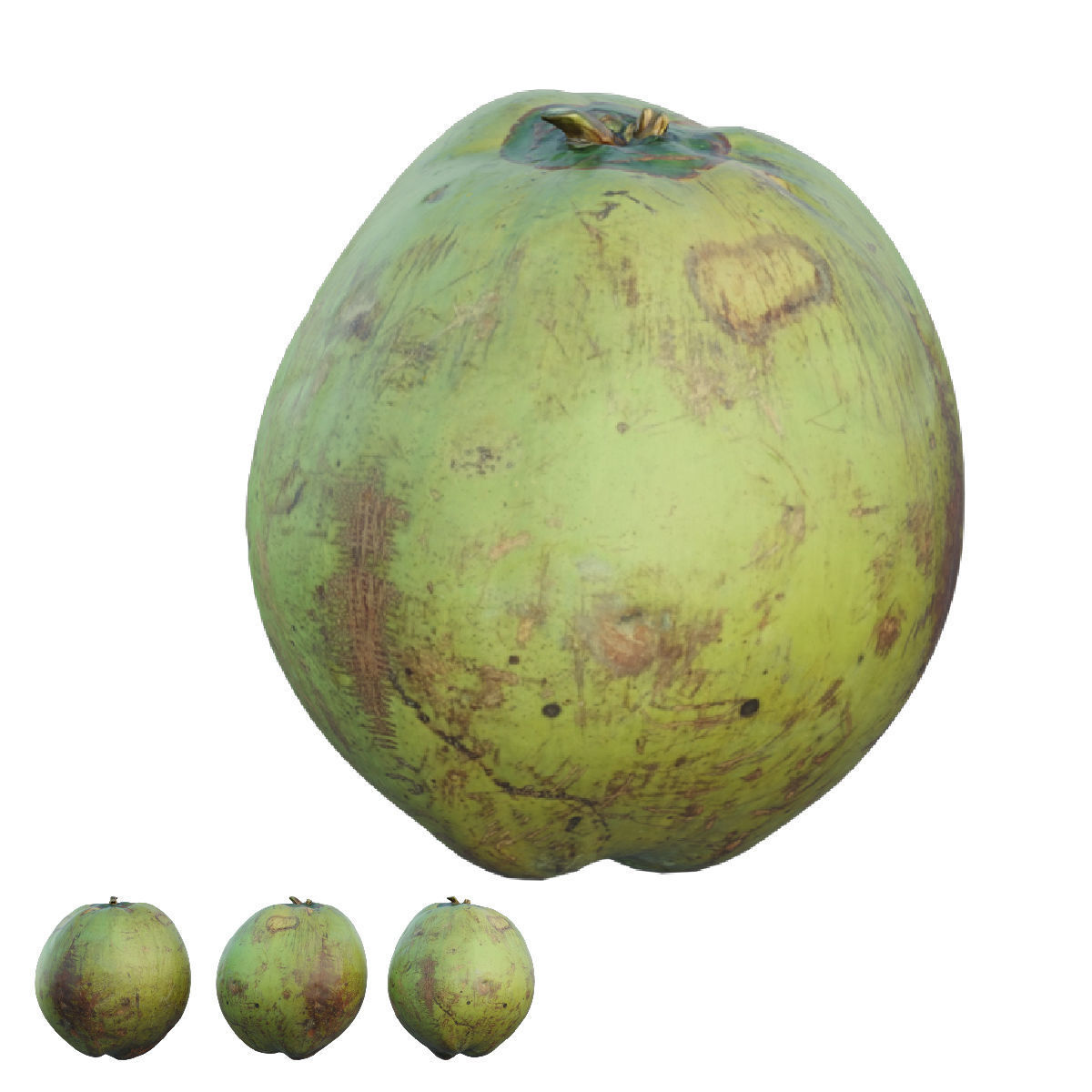 Coconut 3D model_5