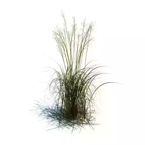 Brown Molinia Arundinacea Bush