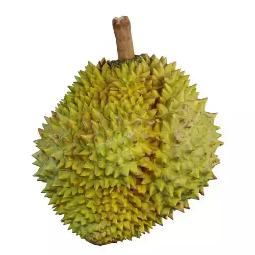 Durian fruit 3D model