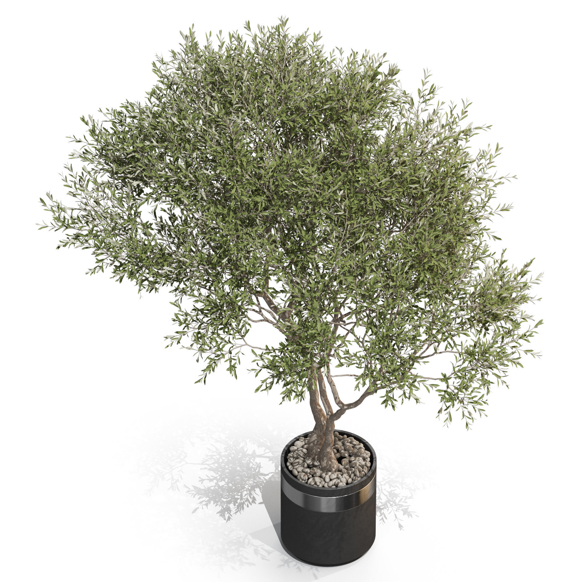 Plants collection 725 3D model_2