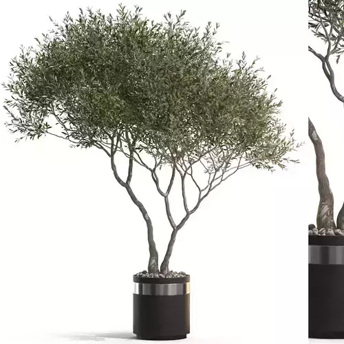 Plants collection 725 3D model