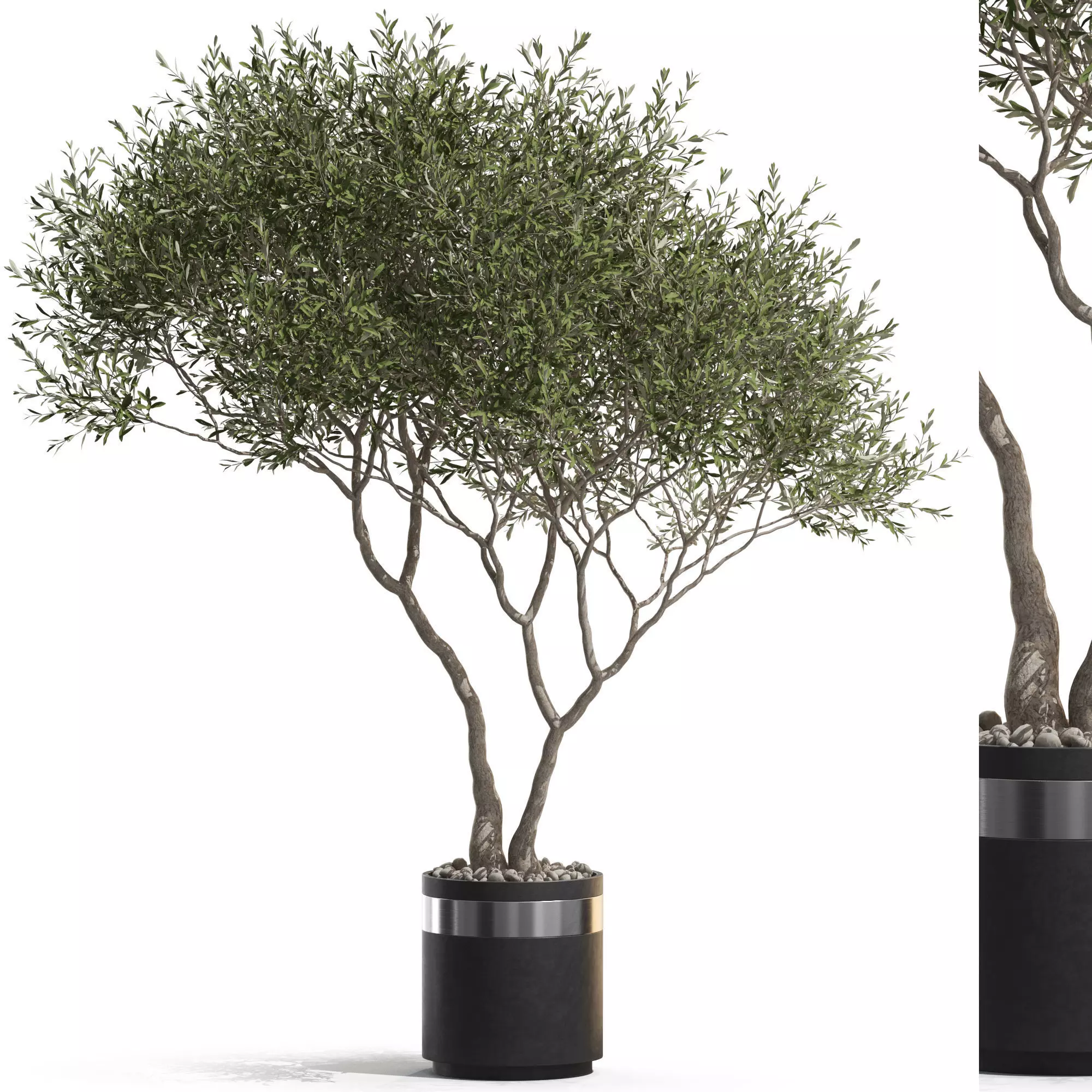 Plants collection 725 3D model_0