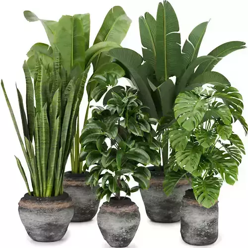 Collection plant vol 345 - indoor - cinema 4d - 3dmax  3D model