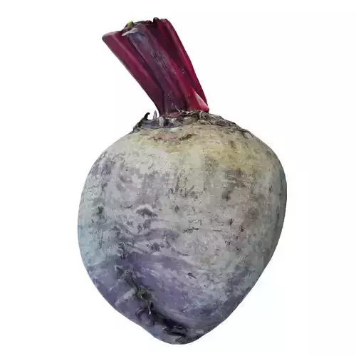Beetroot beet 3D model