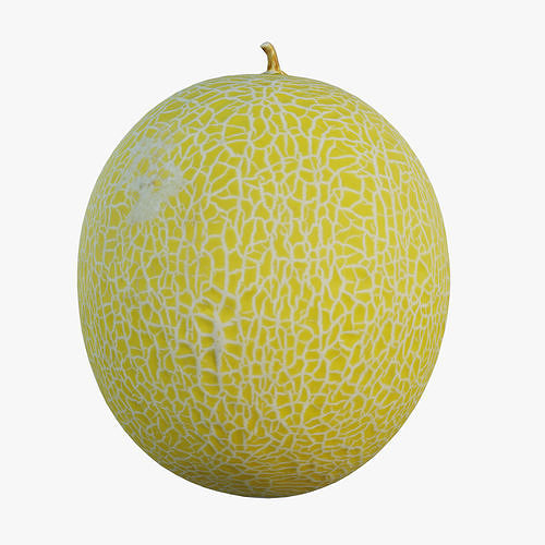 Cantaloupe melon 3D model