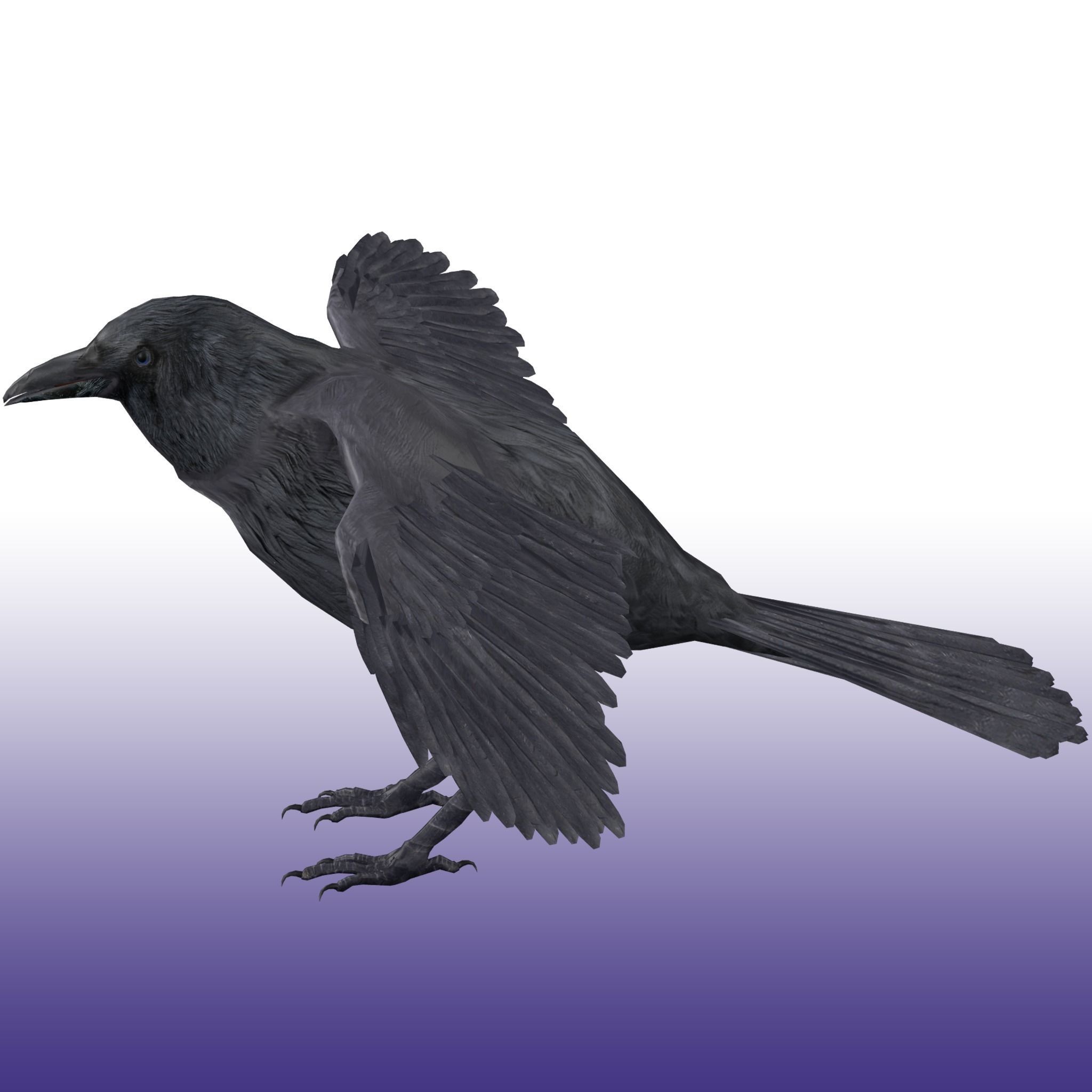 Crow Rig Low-poly 3D model_7