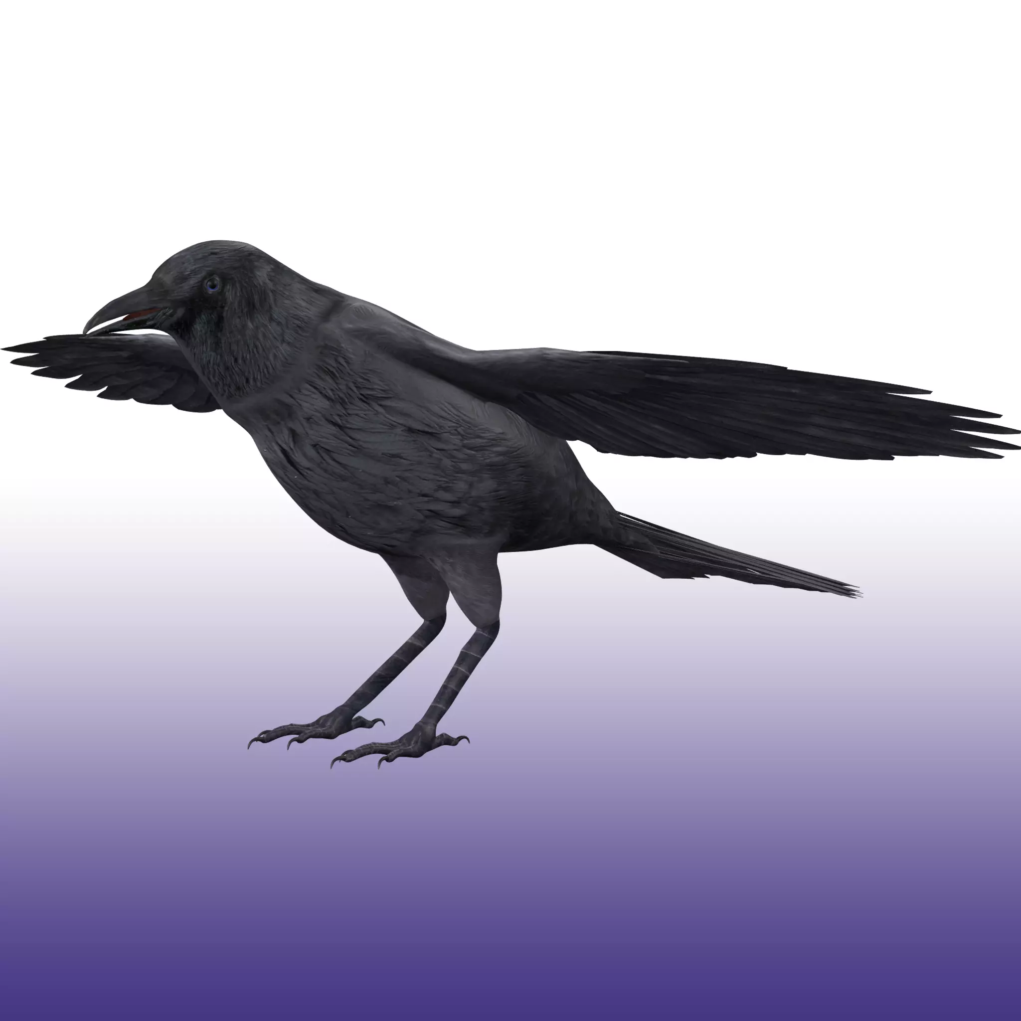 Crow Rig Low-poly 3D model_0
